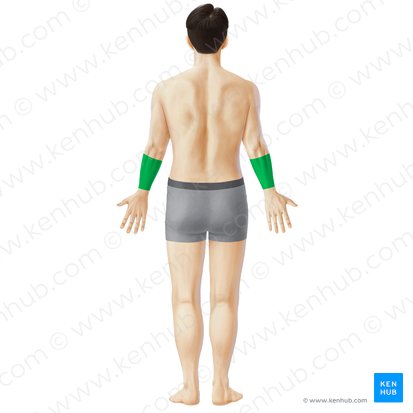 Región posterior del antebrazo (Regio posterior antebrachii); Imagen: Paul Kim