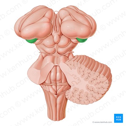 Lateral geniculate body (Corpus geniculatum laterale); Image: Paul Kim