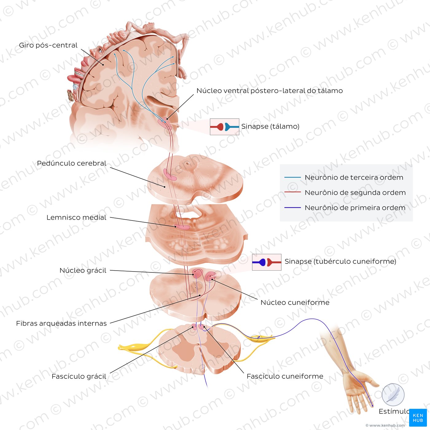 Dorsal column - Medial lemniscus pathway (PCML)