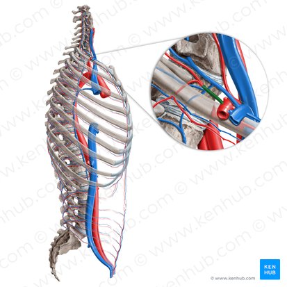 Costocervical trunk (Truncus costocervicalis); Image: Paul Kim