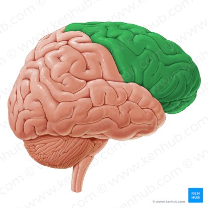 Lobe frontal (Lobus frontalis); Image : Paul Kim