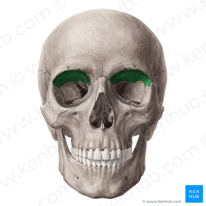 Superfície orbital do osso frontal (Facies orbitalis ossis frontalis); Imagem: Yousun Koh