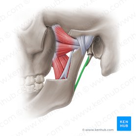Stylomandibular ligament (Ligamentum stylomandibulare); Image: Paul Kim