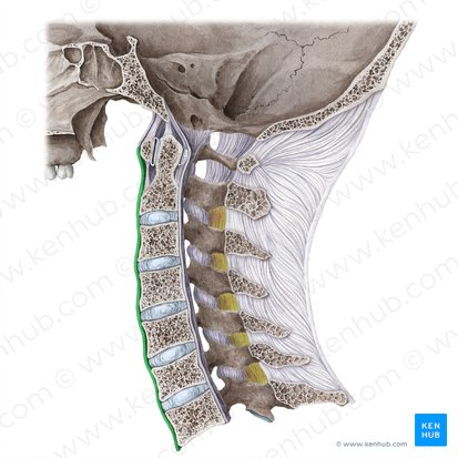 Ligament longitudinal antérieur (Ligamentum longitudinale anterius); Image : Liene Znotina