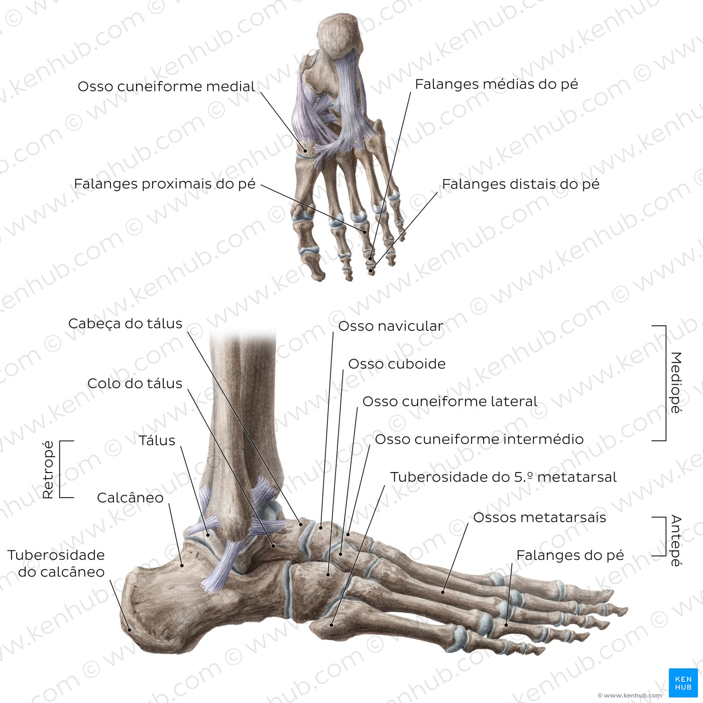 Esquema dos ossos e ligamentos do pé