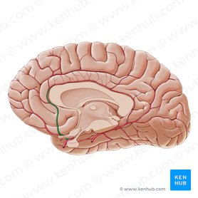 Blood supply to the brain: Anatomy of cerebral arteries | Kenhub
