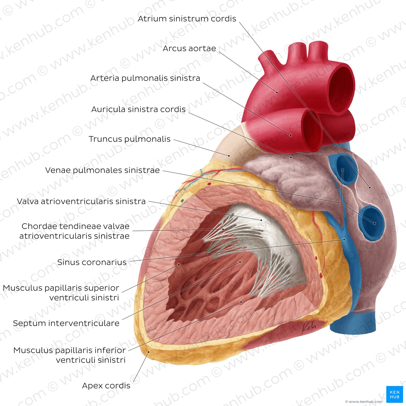 Left atrium and ventricle of the heart (labeled)