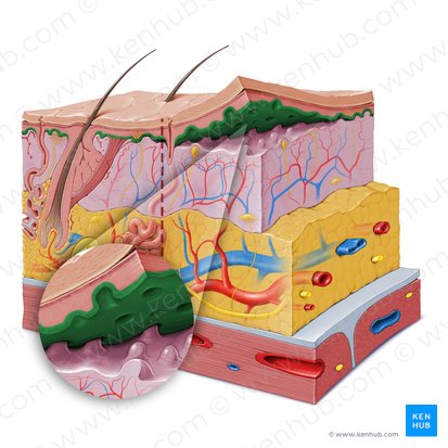 Estrato basal (Stratum basale epidermis); Imagen: Paul Kim