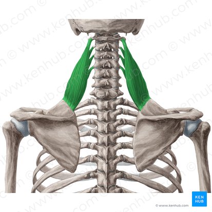 Músculo elevador de la escápula (Musculus levator scapulae); Imagen: Yousun Koh