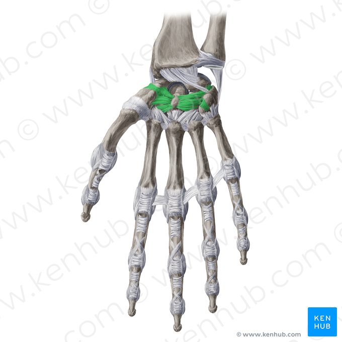 Ligamentos intercarpais palmares (Ligamenta intercarpea palmaria); Imagem: Yousun Koh