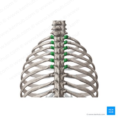 Transverse processes of vertebrae T1-T6 (Processus transversi vertebrarum T1-T6); Image: Yousun Koh