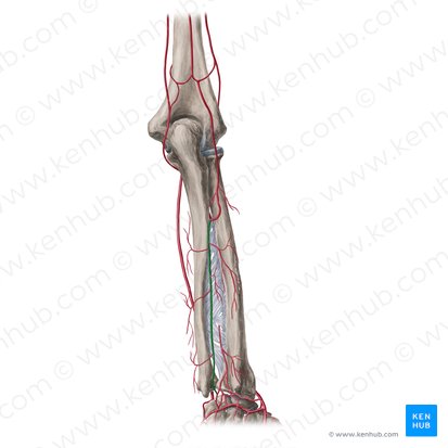 Artéria interóssea posterior (Arteria interossea posterior); Imagem: Yousun Koh