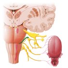 Nervus facialis