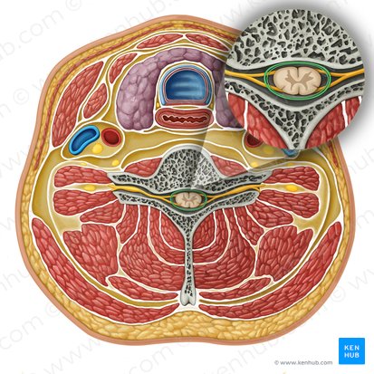 Meninges medullae spinalis (Rückenmarkshäute); Bild: Irina Münstermann