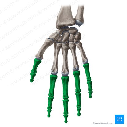 Phalanges manus (Fingerknochen); Bild: Yousun Koh