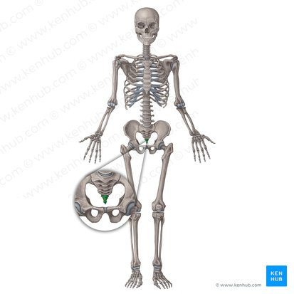 Cóccix (Os coccygis); Imagen: Irina Münstermann