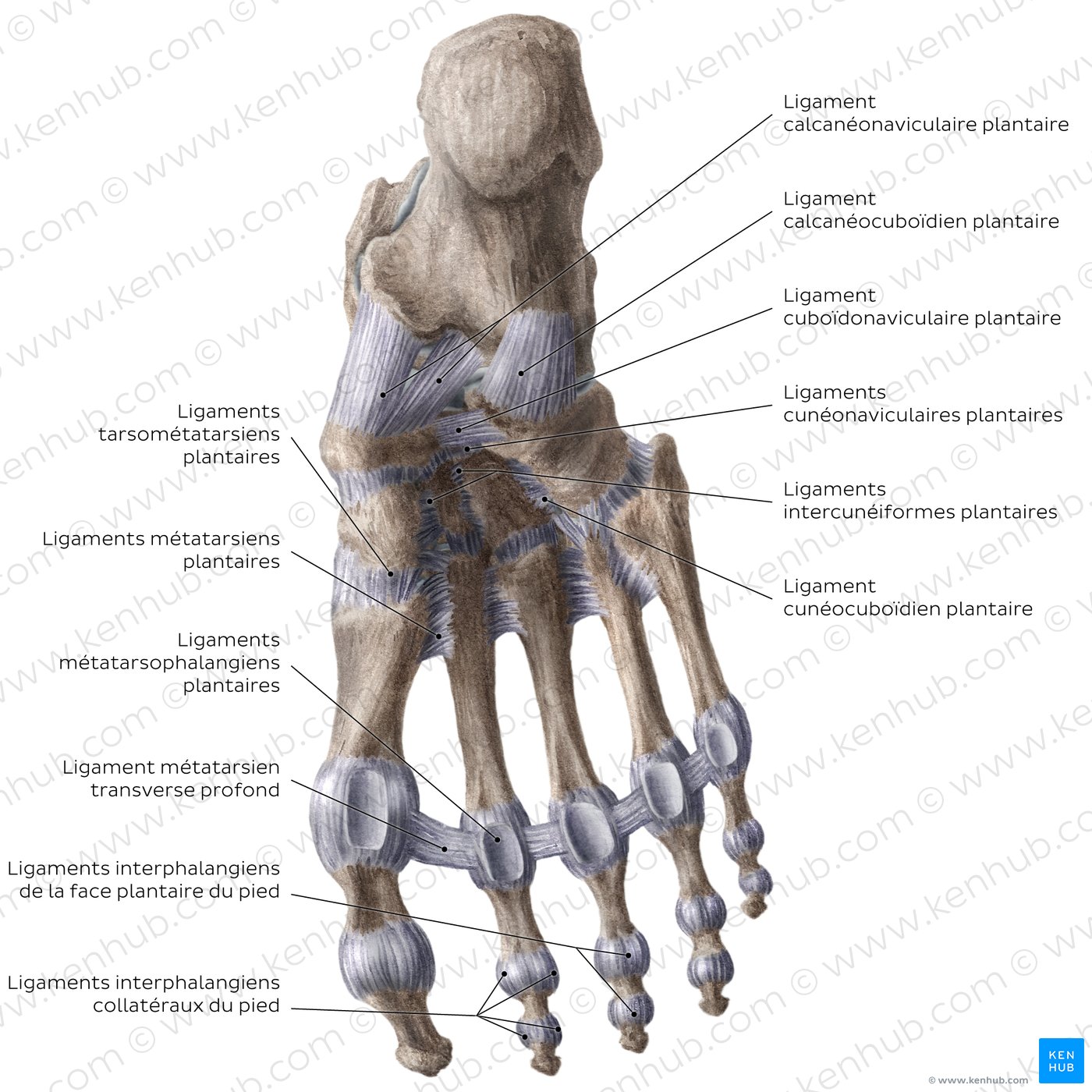 Ligaments of the foot (plantar view)
