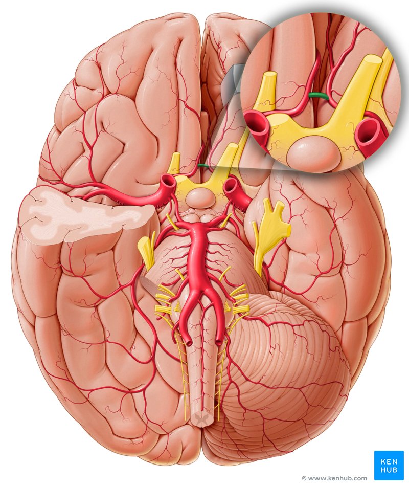 Anterior communicating artery (Arteria communicans anterior)