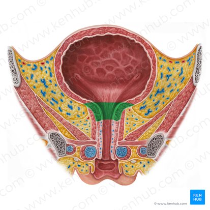 Neck of urinary bladder (Cervix vesicae urinariae); Image: Irina Münstermann