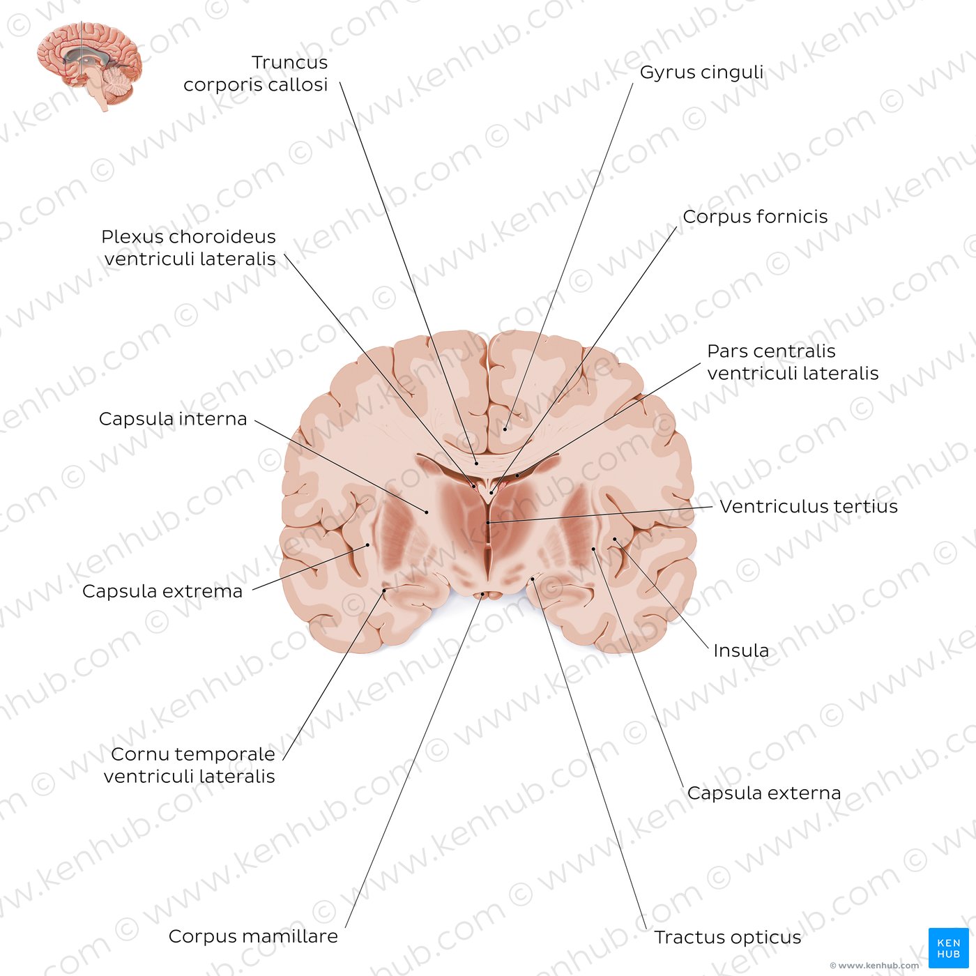 Koronaler Schnitt durch das Gehirn (Höhe des Thalamus): Weiße Substanz