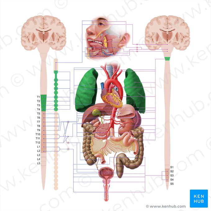 Lung (Pulmo); Image: Paul Kim