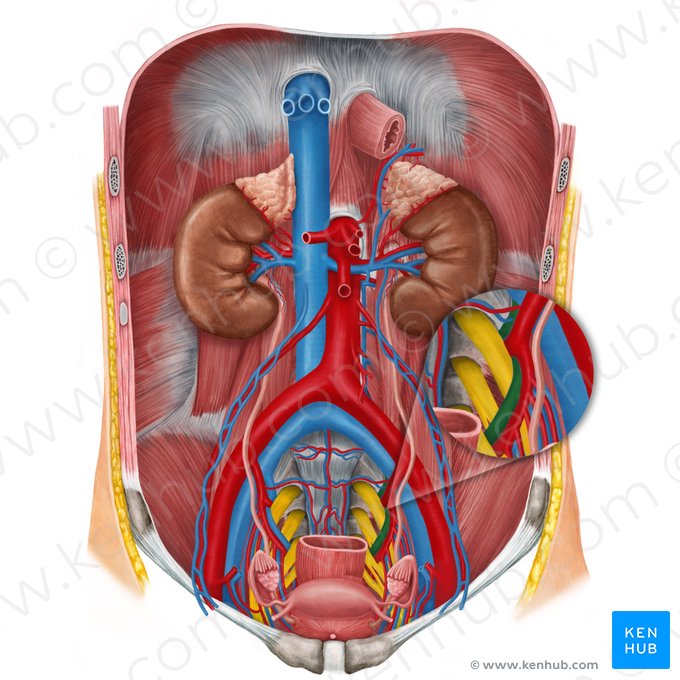 Left internal iliac vein (Vena iliaca interna sinistra); Image: Irina Münstermann