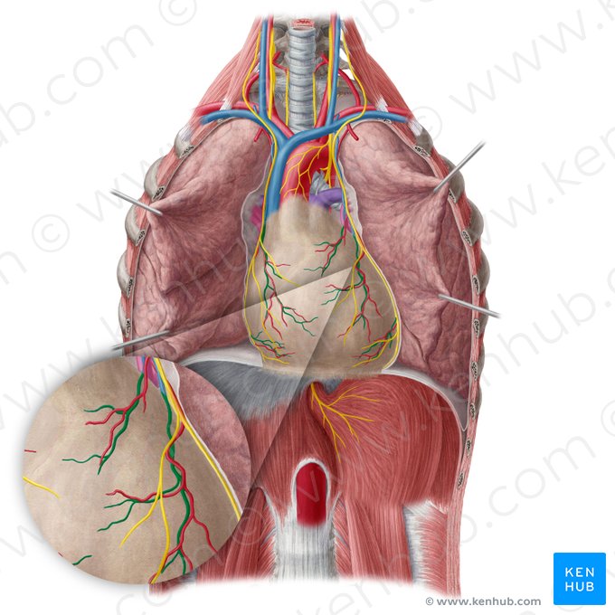 Veia pericardicofrênica (Vena pericardiacophrenica); Imagem: Yousun Koh