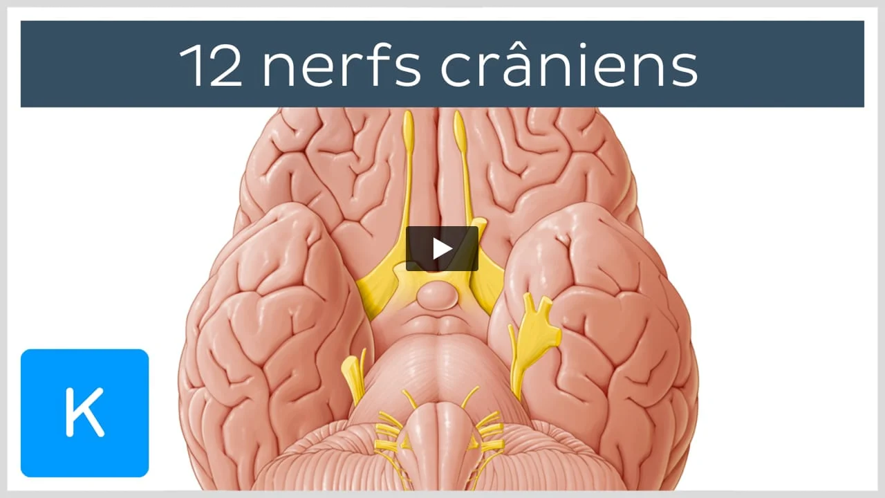 Nerfs crâniens : Anatomie, trajet, fonctions | Kenhub