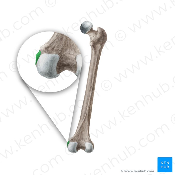 Epicôndilo medial do fêmur (Epicondylus medialis ossis femoris); Imagem: Liene Znotina