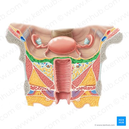 Ligamento cardinal (Ligamentum cardinale); Imagen: Samantha Zimmerman