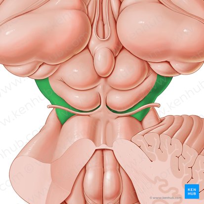 Cerebral peduncle (Pedunculus cerebri); Image: Paul Kim