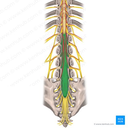 Cauda equina; Image: Rebecca Betts