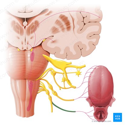 Superior laryngeal nerve (Nervus laryngeus superior); Image: Paul Kim