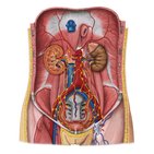 Lymphatics of the posterior abdominal wall