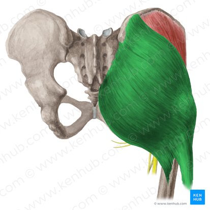 Gluteus maximus muscle (Musculus gluteus maximus); Image: Liene Znotina