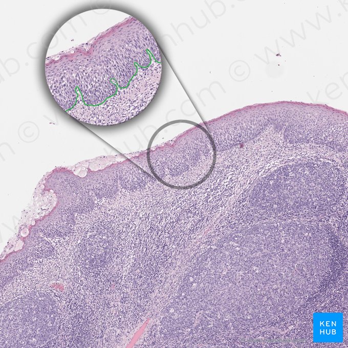 Basement membrane (Membrana basalis); Image: 