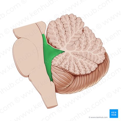 Fourth ventricle (Ventriculus quartus); Image: Paul Kim