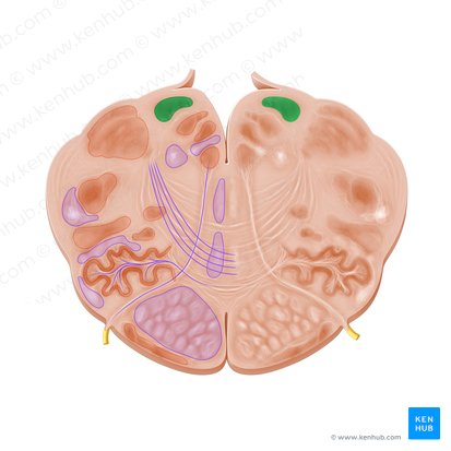 Nucleus gracilis (Graziler Kern); Bild: Paul Kim