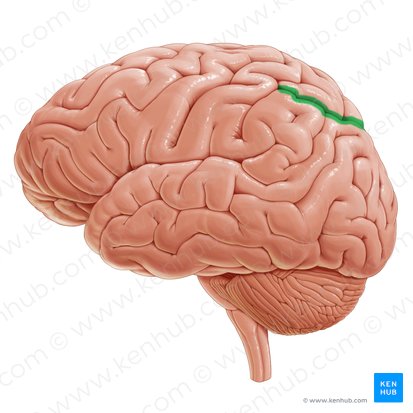 Intraparietal sulcus (Sulcus intraparietalis); Image: Paul Kim