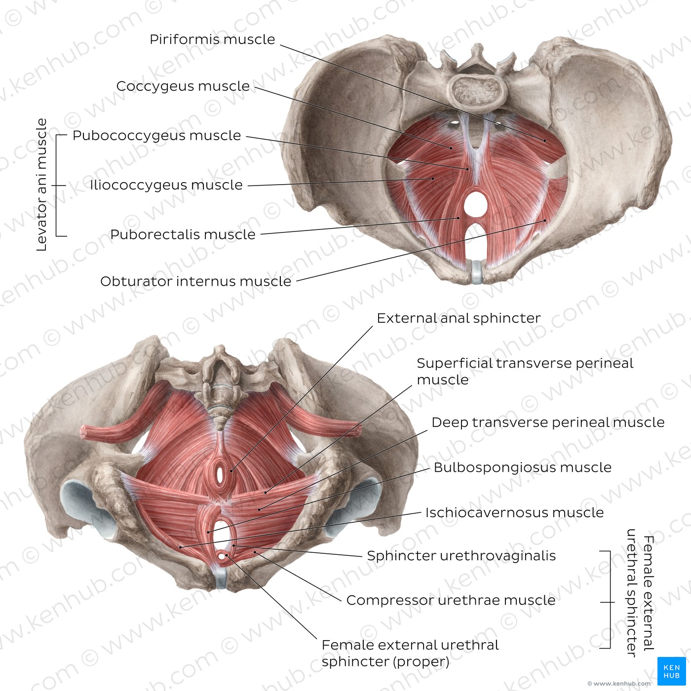 Muscles of the pelvic floor