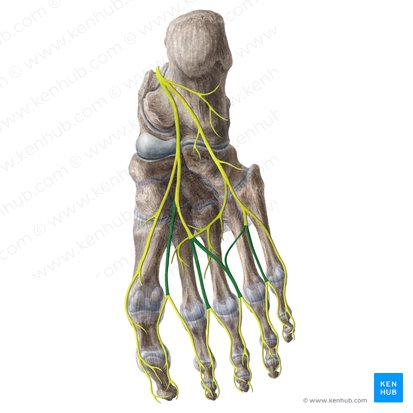 Common plantar digital nerves (Nervi digitales plantares communes); Image: Liene Znotina