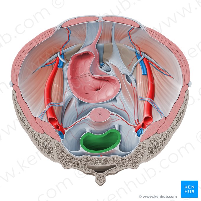 Rectum (Mastdarm); Bild: Paul Kim