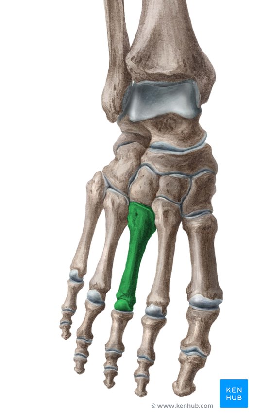 Third metatarsal bone - ventral view