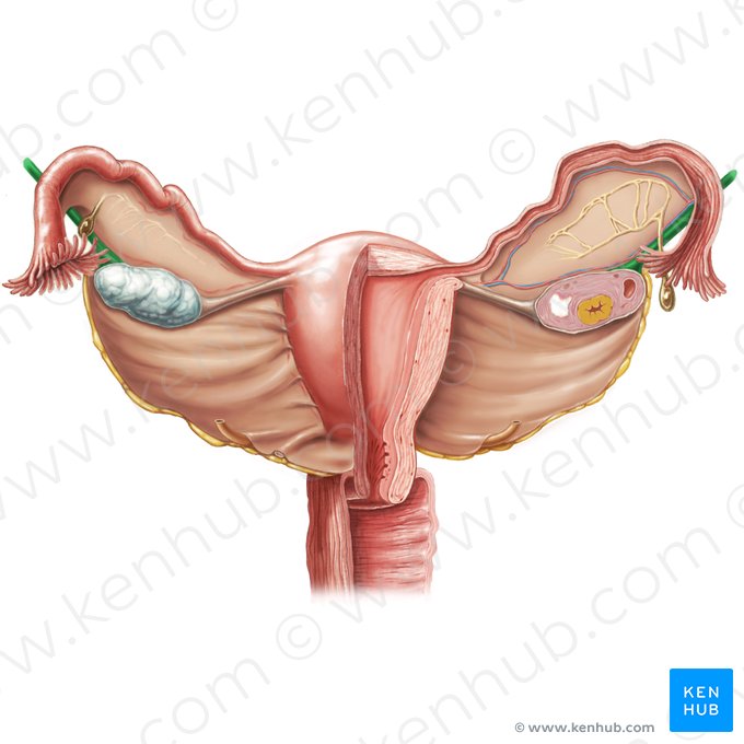 Ligamento suspensor do ovário (Ligamentum suspensorium ovarii); Imagem: Samantha Zimmerman