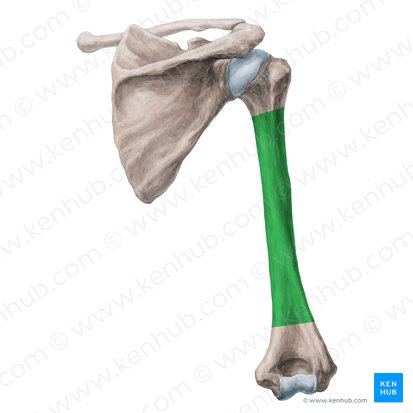 Body of humerus (Corpus humeri); Image: Yousun Koh