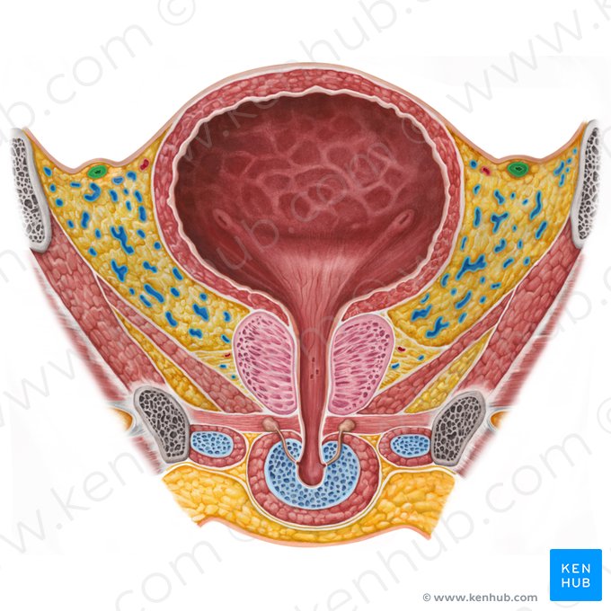 Conducto deferente (Ductus deferens); Imagen: Irina Münstermann