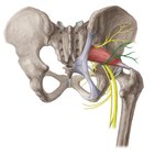 Nervus gluteus inferior