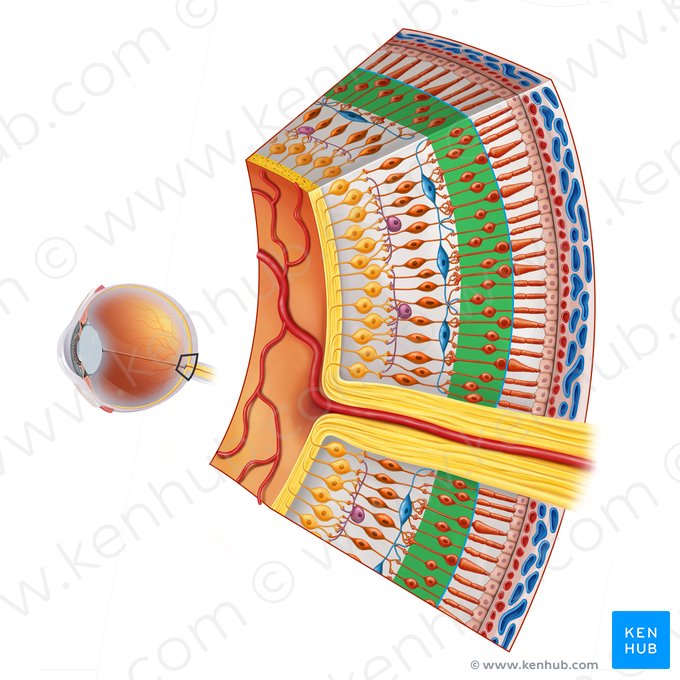 Camada nuclear externa (Stratum nucleare externum retinae); Imagem: Irina Münstermann