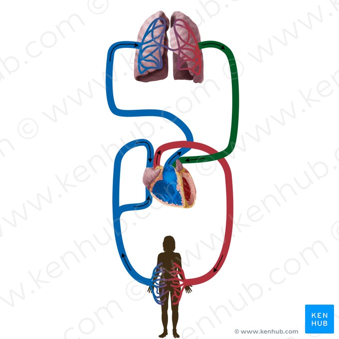 Veias pulmonares (Venae pulmonales); Imagem: Begoña Rodriguez