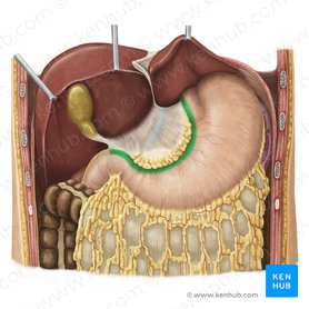 Curvatura menor del estómago (Curvatura minor gastris); Imagen: Irina Münstermann